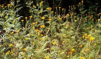 flores no arama