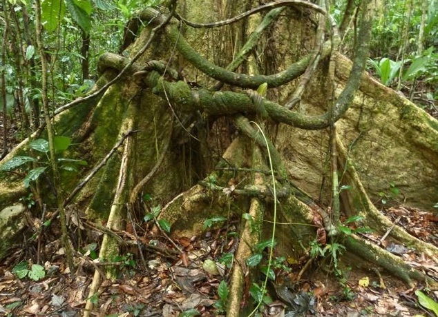 emaranhado